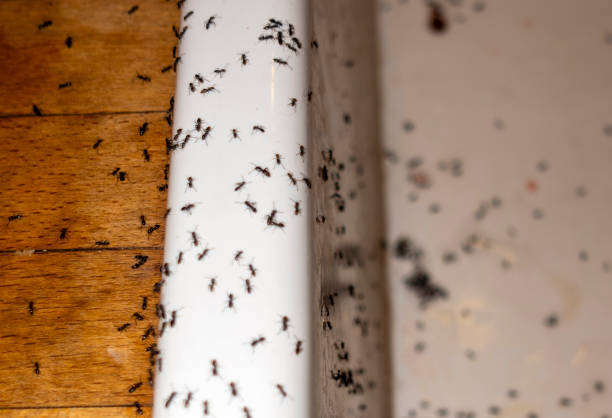 Best Best Pest Control Companies  in Somerset, MD