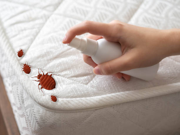 Best Local Pest Control Services  in Somerset, MD